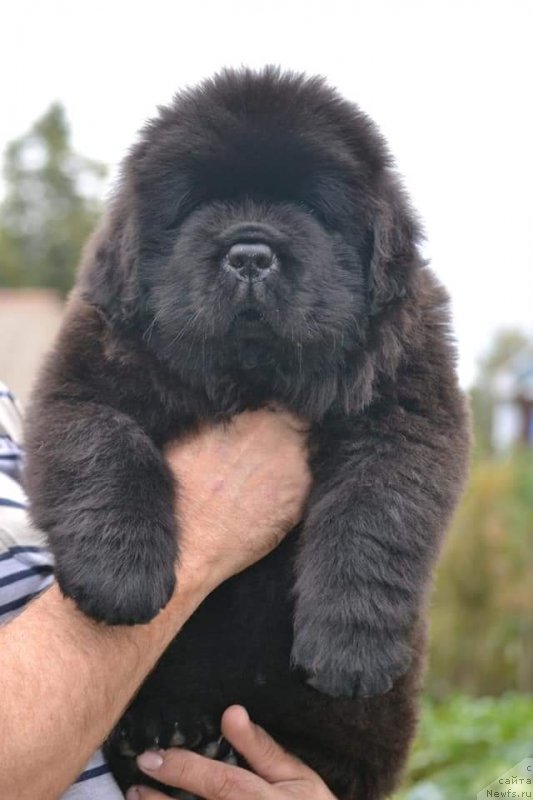 Фото: ньюфаундленд Vyatskiy Medved Neotrazimiy Favorit (Вятский Медведь Неотразимый Фаворит)