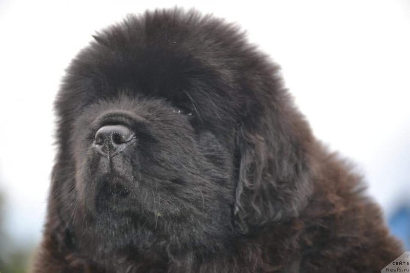 Фото: ньюфаундленд Vyatskiy Medved Neotrazimiy Favorit (Вятский Медведь Неотразимый Фаворит)