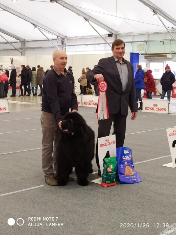 Фото: ньюфаундленд Vyatskiy Medved Neotrazimiy Favorit (Вятский Медведь Неотразимый Фаворит)