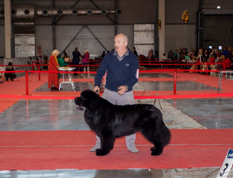 Фото: ньюфаундленд Vyatskiy Medved Neotrazimiy Favorit (Вятский Медведь Неотразимый Фаворит)