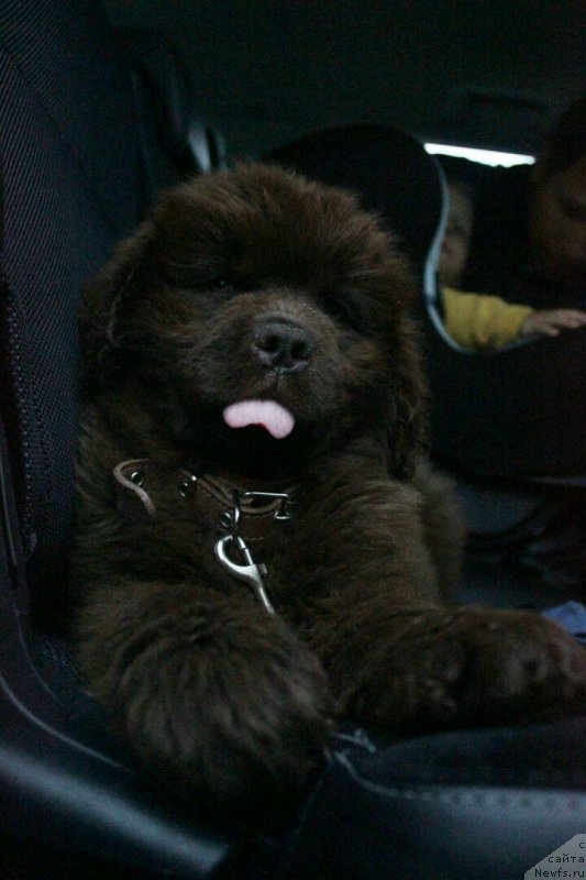 Фото: ньюфаундленд Maggie Viksi Sue (Мэги Викси Сью)