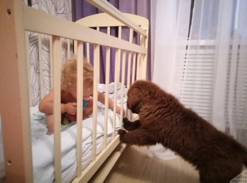 Фото: ньюфаундленд Maggie Viksi Sue (Мэги Викси Сью)