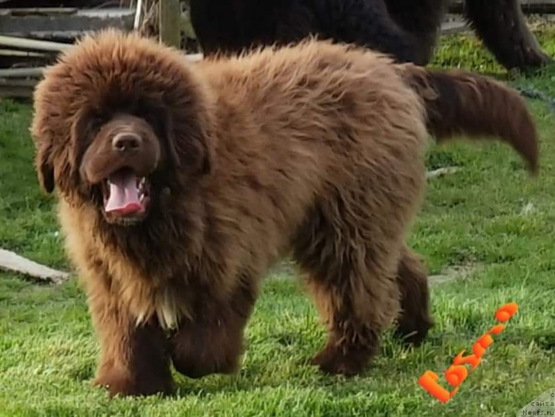 Фото: ньюфаундленд Super Premium Abu-Dabi (Супер Премиум Абу-Даби)