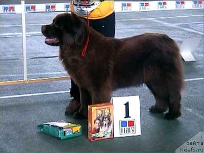 Фото: ньюфаундленд Velikiy Medved' Baunti (Великий Медведь Баунти)