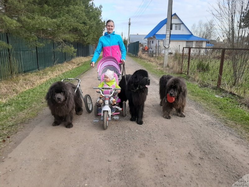 Фото: ньюфаундленд Melty Wave Marine Tifeya (Мелти Вейв Марин Тифея), Anastasiya Kireeva (Анастасия Киреева), ньюфаундленд Richchi s Berega Dona (Риччи с Берега Дона), ньюфаундленд Dyurbahler Klab Al'faretta Vin'etta (Дюрбахлер Клаб Альфаретта Виньетта)