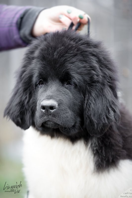 Фото: ньюфаундленд Legend Bear YEndness Djoy (Легенд Беар Энднесс Джой)
