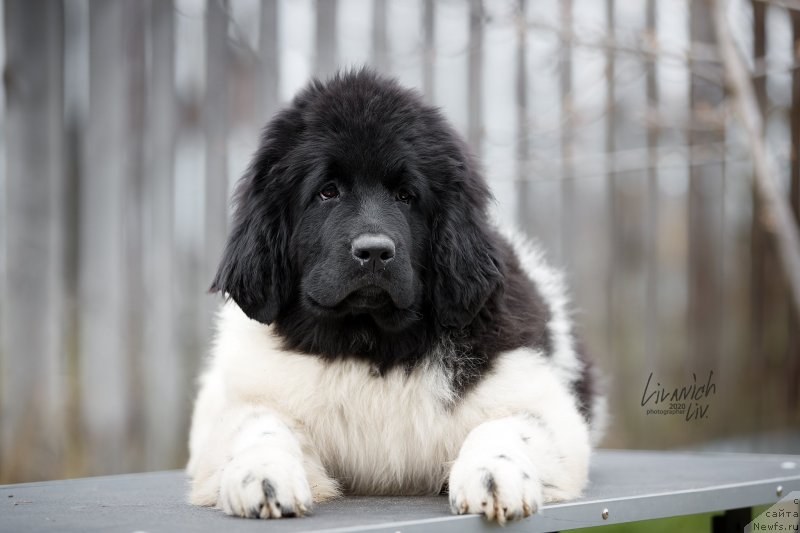 Фотография № 246814