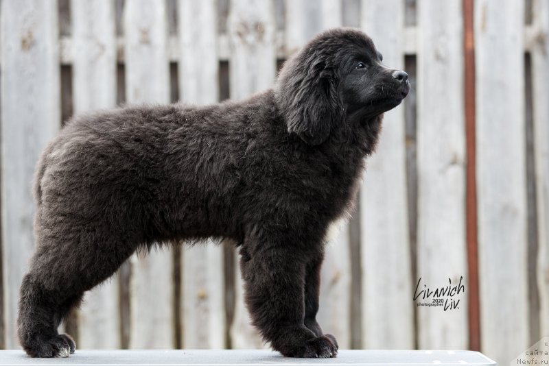 Фотография № 246817