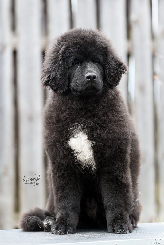 Фото: ньюфаундленд Legend Bear YEnjel Ayz (Легенд Беар Энжел Айз)