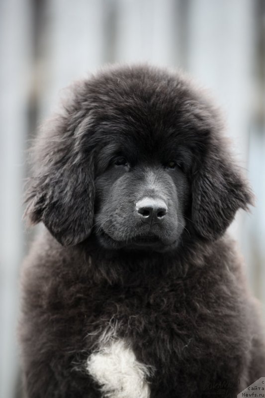 Фотография № 246820