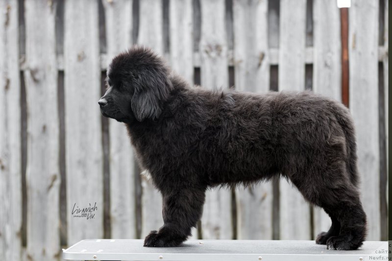 Фотография № 246821