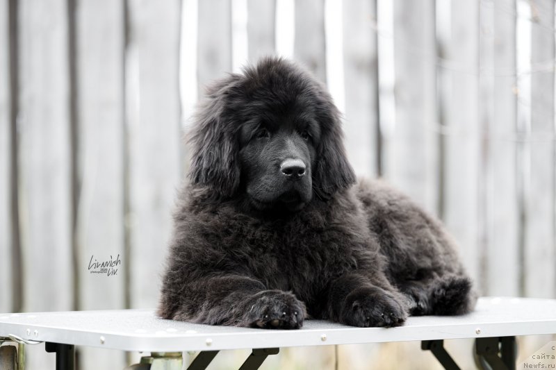 Фотография № 246823