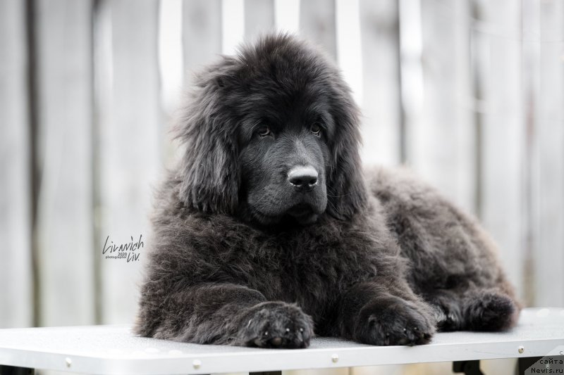 Фотография № 246824