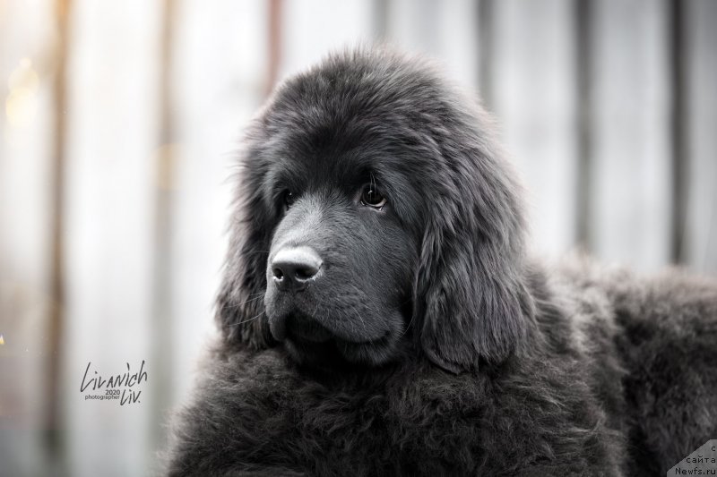 Фотография № 246826