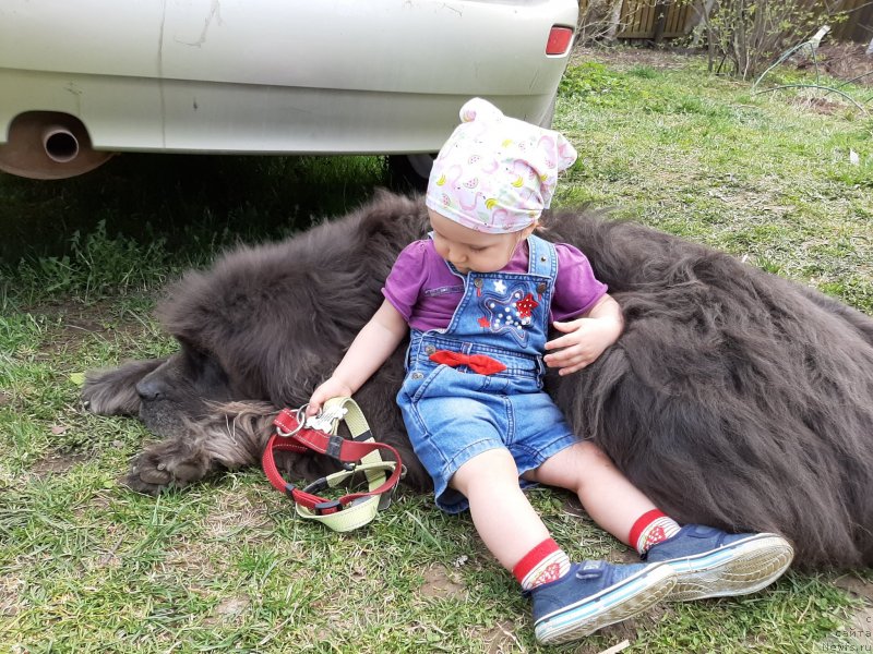 Фото: ньюфаундленд Dyurbahler Klab Al'faretta Vin'etta (Дюрбахлер Клаб Альфаретта Виньетта)