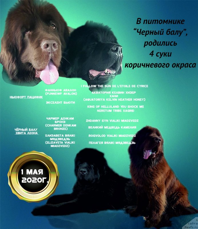 Фото: ньюфаундленд CHernyiy Balu Evita Leona (Черный Балу Евита Леона)