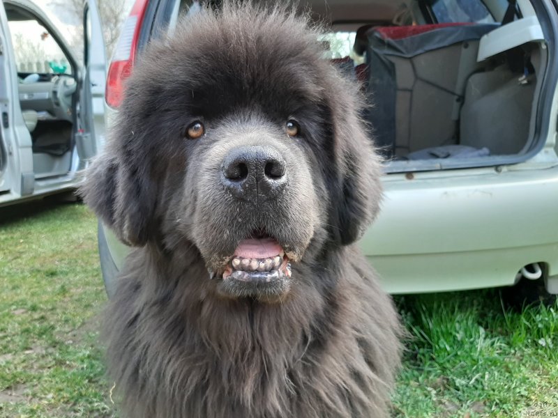 Фото: ньюфаундленд Melty Wave Marine Tifeya (Мелти Вейв Марин Тифея)