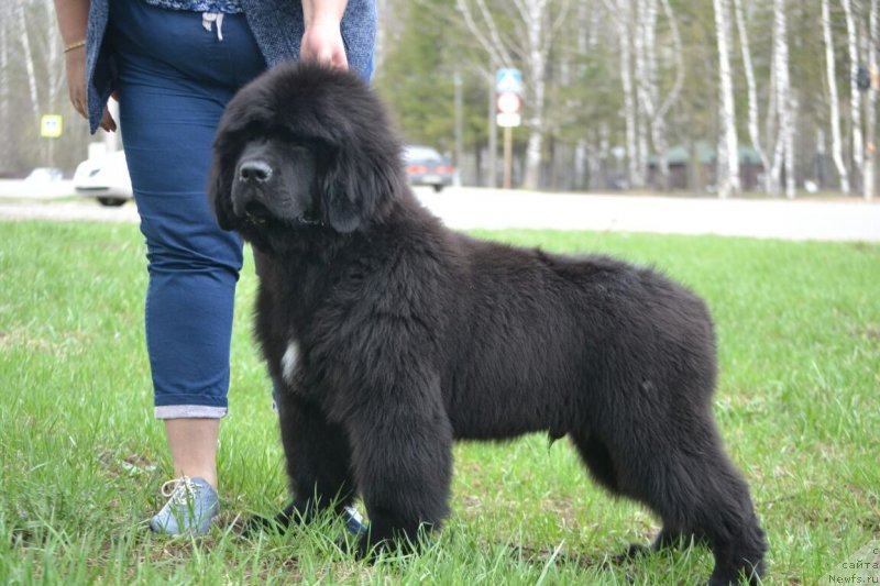 Фото: ньюфаундленд Nezhnaya Karamelka Fiona (Нежная Карамелька Фиона)