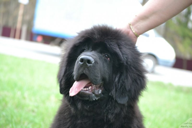 Фото: ньюфаундленд Nezhnaya Karamelka Fiona (Нежная Карамелька Фиона)