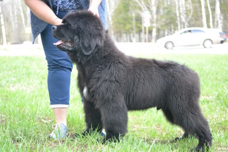 Фото: ньюфаундленд Nezhnaya Karamelka Fiona (Нежная Карамелька Фиона)