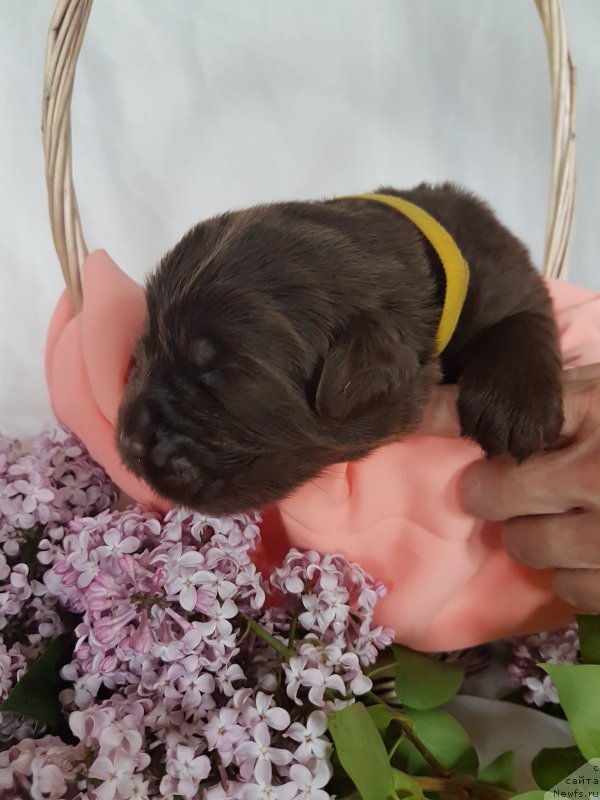 Фото: ньюфаундленд CHernyiy Balu Evita Leona (Черный Балу Евита Леона)