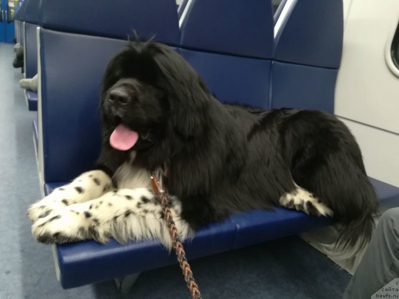 Фото: ньюфаундленд Roberta Laura Verset (Роберта Лаура Версет)