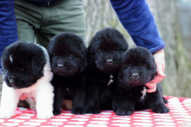 Фото: ньюфаундленд Key Tu Future (Кей Ту Футуре)