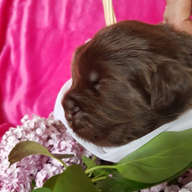 Фото: ньюфаундленд CHernyiy Balu Evita Leona (Черный Балу Евита Леона)