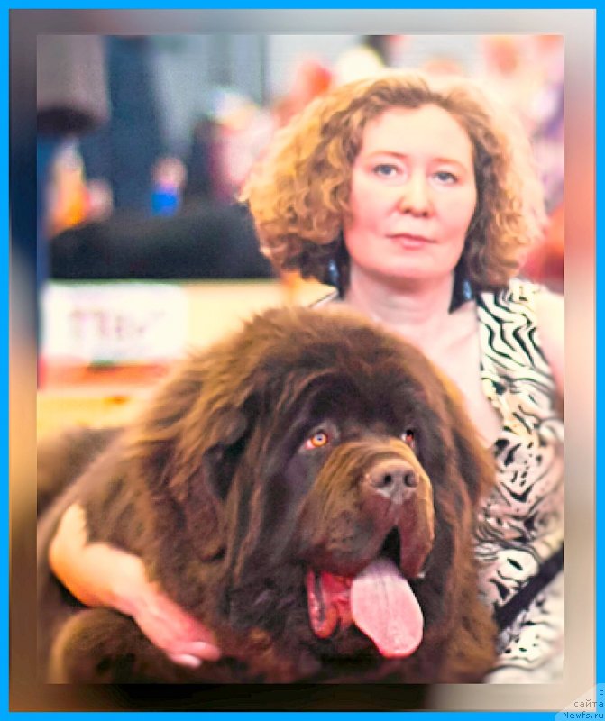 Фото: ньюфаундленд Brownblood MSK Veles Alister (Браунблад МСК Велес Алистер)