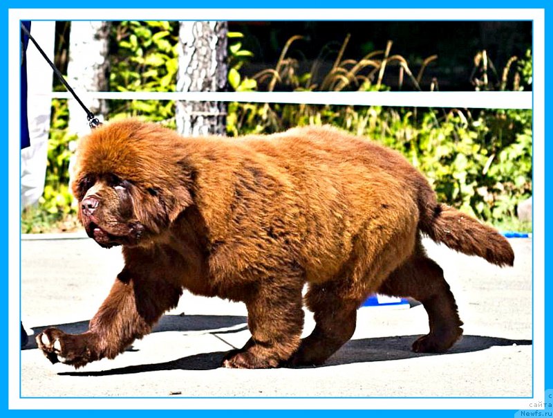 Фотография № 246858