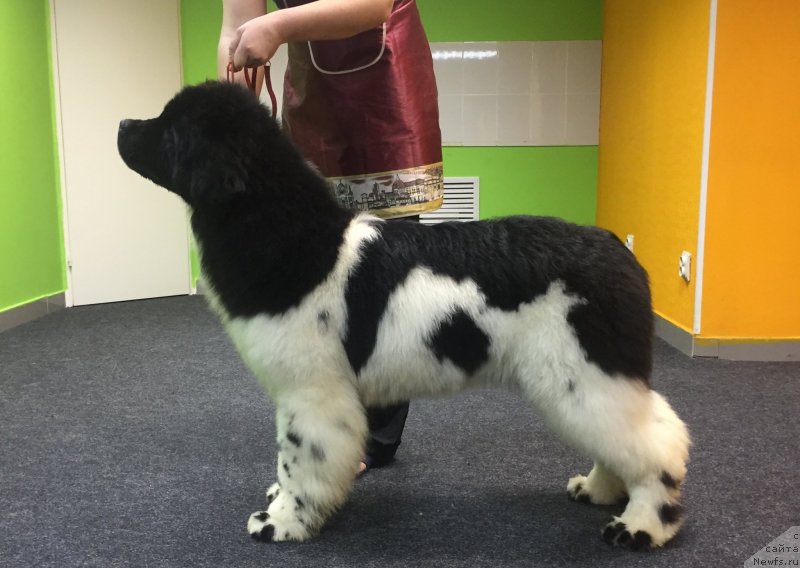 Фото: ньюфаундленд Akvian Song YEkzotik Flauer (Аквиан Сонг Экзотик Флауер)