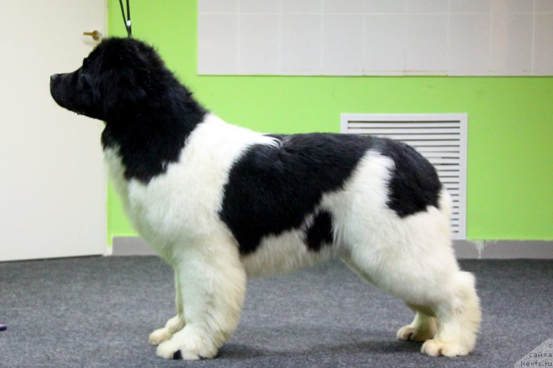 Фото: ньюфаундленд Akvian Song YEster Lauder (Аквиан Сонг Эстер Лаудер)