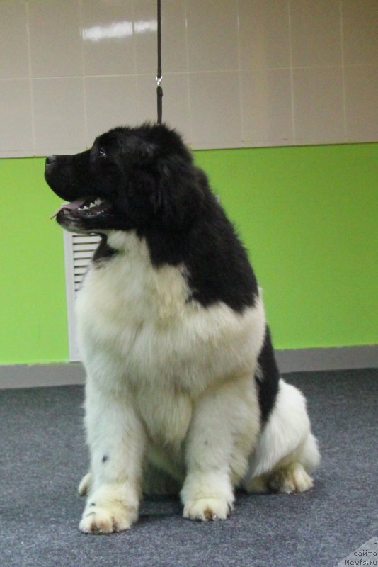 Фото: ньюфаундленд Akvian Song YEster Lauder (Аквиан Сонг Эстер Лаудер)