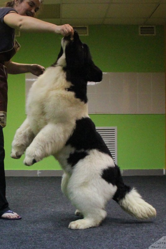 Фото: ньюфаундленд Akvian Song YEster Lauder (Аквиан Сонг Эстер Лаудер)