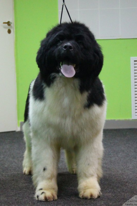 Фото: ньюфаундленд Akvian Song YEster Lauder (Аквиан Сонг Эстер Лаудер)