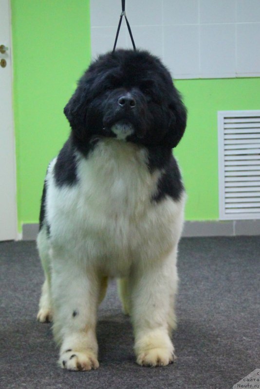 Фото: ньюфаундленд Akvian Song YEster Lauder (Аквиан Сонг Эстер Лаудер)