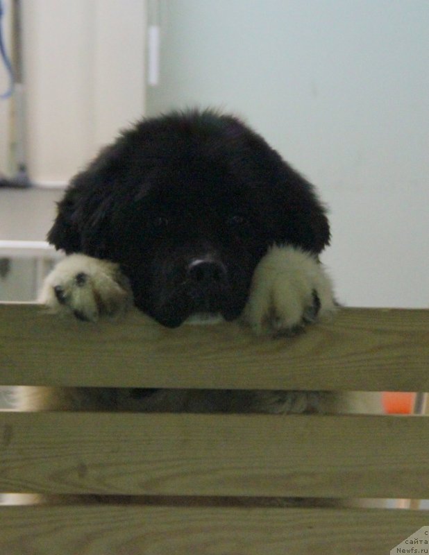 Фото: ньюфаундленд Akvian Song YEster Lauder (Аквиан Сонг Эстер Лаудер)