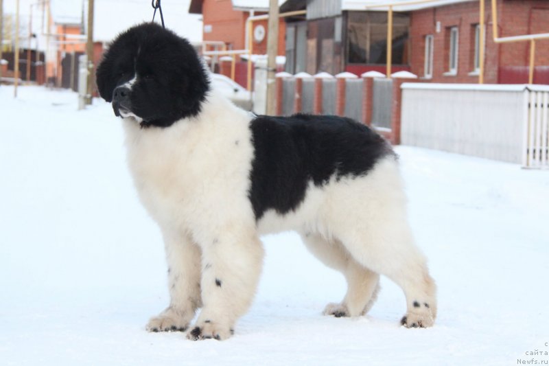 Фото: ньюфаундленд Akvian Song YEndorfin (Аквиан Сонг Эндорфин)