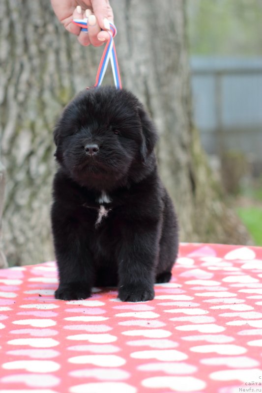 Фото: ньюфаундленд Key Tu Future (Кей Ту Футуре)