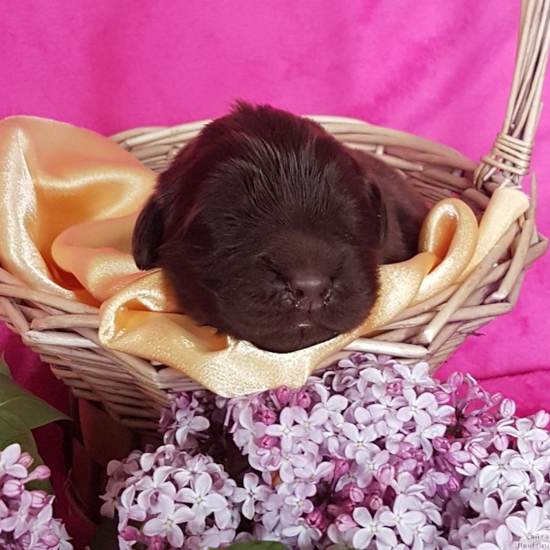 Фото: ньюфаундленд CHernyiy Balu Evita Leona (Черный Балу Евита Леона)