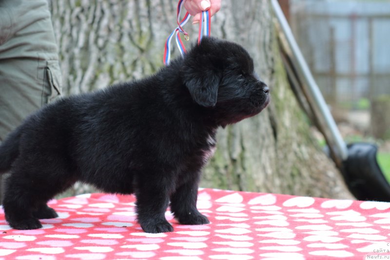 Фото: ньюфаундленд Callistos Blitzen