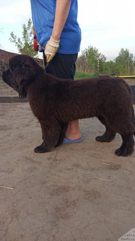 Фото: ньюфаундленд Super Premium Germiona (Супер Премиум Гермиона)