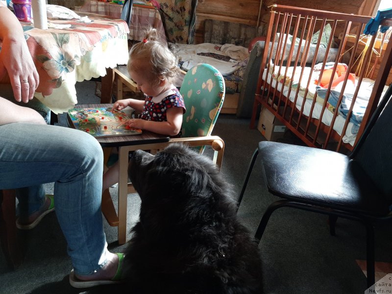 Фото: ньюфаундленд Melty Wave Marine Tifeya (Мелти Вейв Марин Тифея)