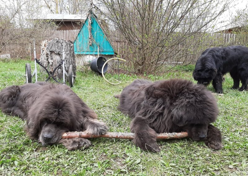 Фото: ньюфаундленд Dyurbahler Klab Al'faretta Vin'etta (Дюрбахлер Клаб Альфаретта Виньетта), ньюфаундленд Melty Wave Marine Tifeya (Мелти Вейв Марин Тифея), ньюфаундленд Richchi s Berega Dona (Риччи с Берега Дона)