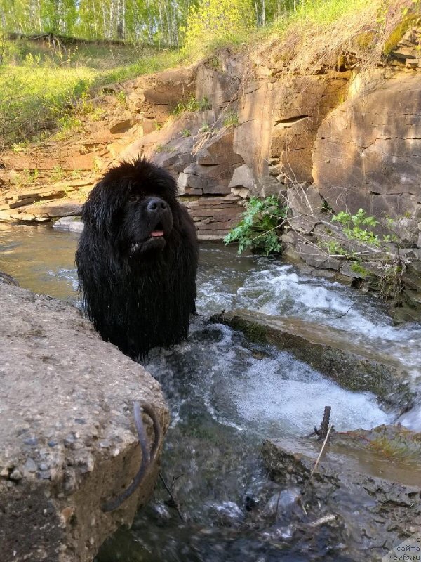 Фото: Ума Сибирский Медведь