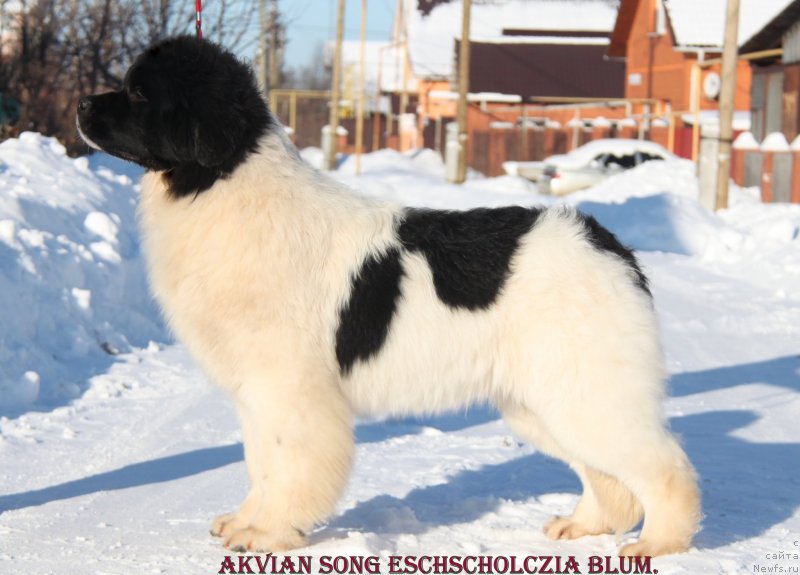 Фото: ньюфаундленд Akvian Song YEshol'ciya Blums (Аквиан Сонг Эшольция Блумс)
