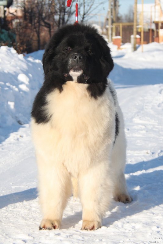 Фото: ньюфаундленд Akvian Song YEshol'ciya Blums (Аквиан Сонг Эшольция Блумс)