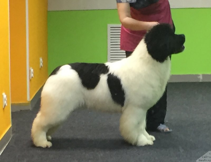 Фото: ньюфаундленд Akvian Song YEshol'ciya Blums (Аквиан Сонг Эшольция Блумс)