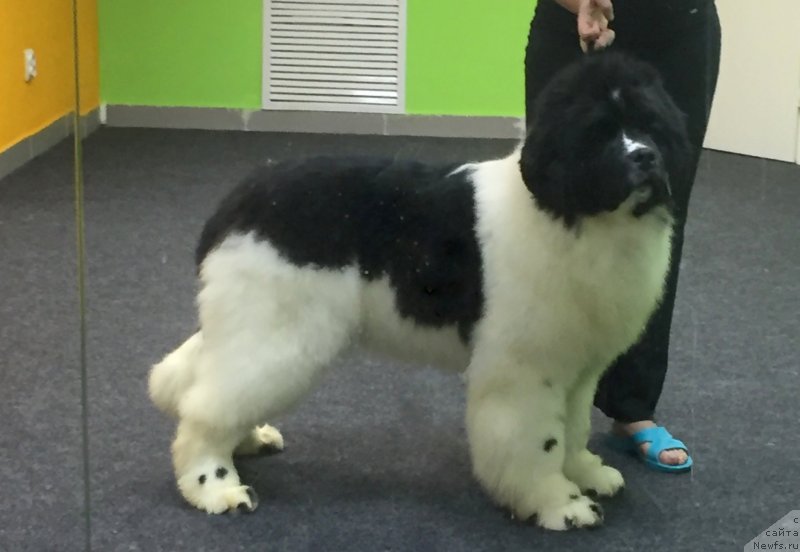 Фото: ньюфаундленд Akvian Song YEndorfin (Аквиан Сонг Эндорфин)