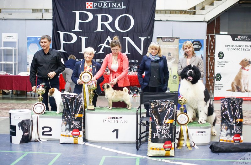 Фото: ньюфаундленд Oukaya Forever Noix-de-Coco